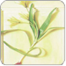 Home Care of the Hospice Patient